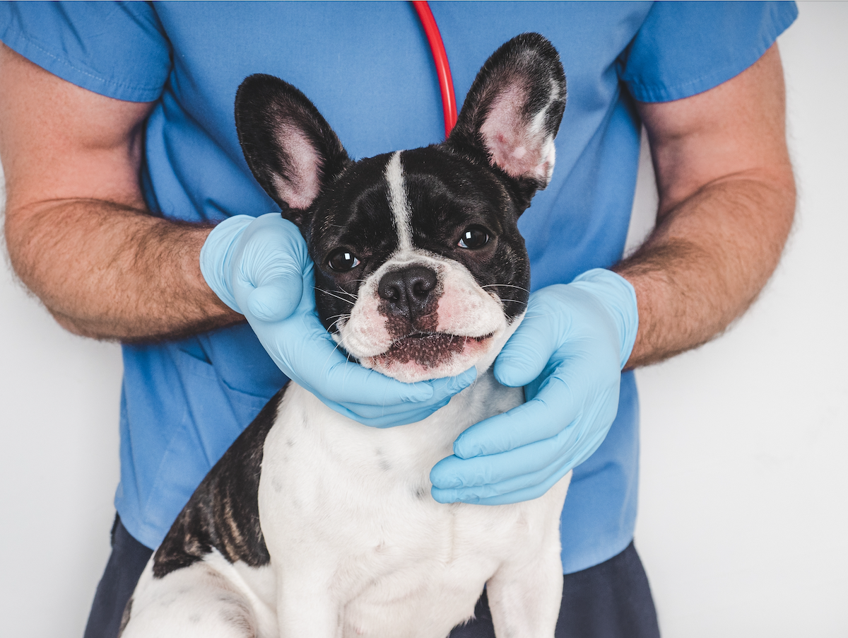 A veterinarian’s hands are his livelihood, which is why disability insurance policy options are essential. Working in an animal hospital, veterinarians make their living by examining and treating pets like this French Bulldog.