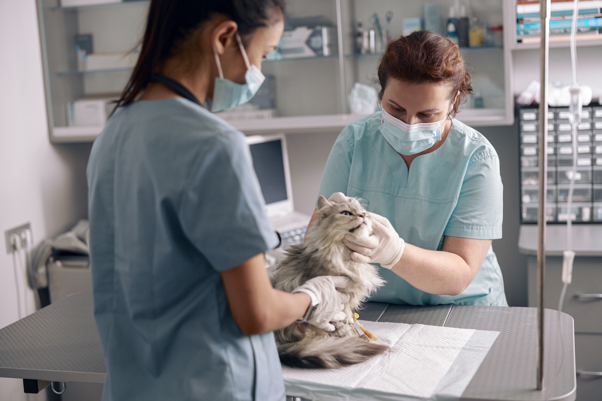 disability coverage for veterinarians disability insurance for animal doctors disability insurance for veterinarians set for life insurance disability insurance veterinarians